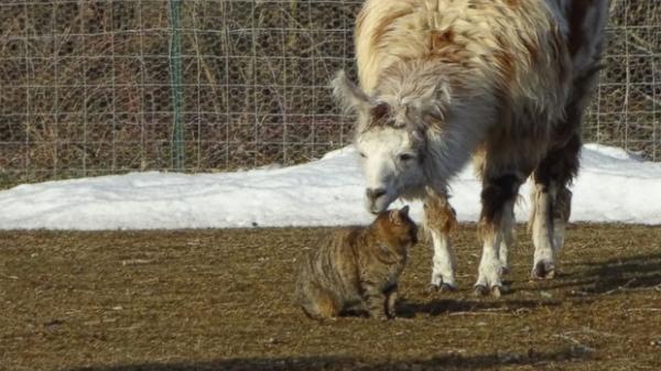 llama and cat