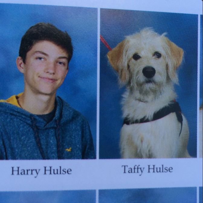 year book dog