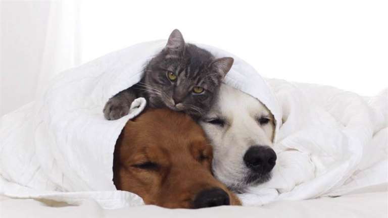 cat and two dogs