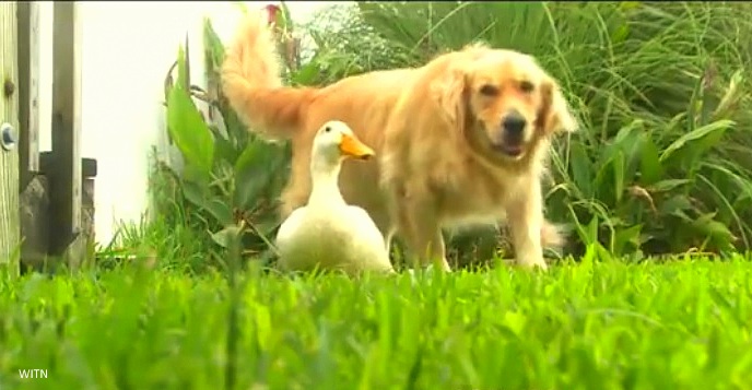 dog and duck friends