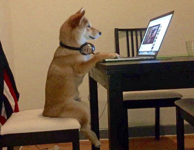 dog watching movies