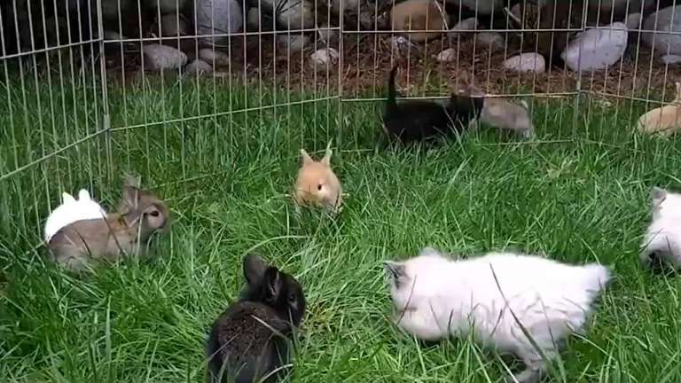 kitten bunny friendship1