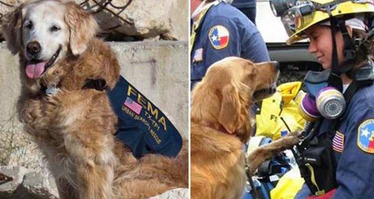 last 911 dog died