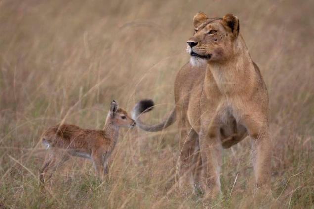 lion adopts antelope