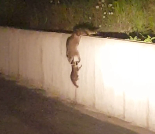 raccoon-chain
