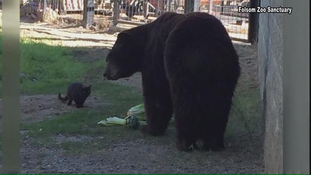 cat and bear friends