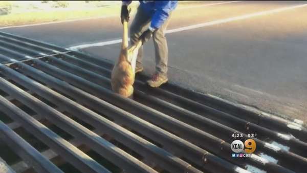 family rescues kangaroo