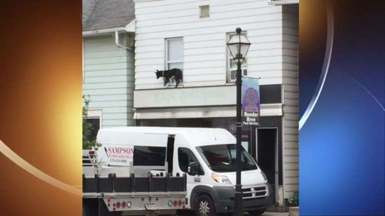 samaritans save dog from ledge