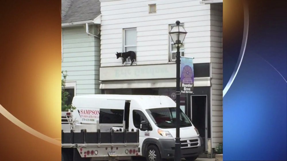 samaritans save dog from ledge