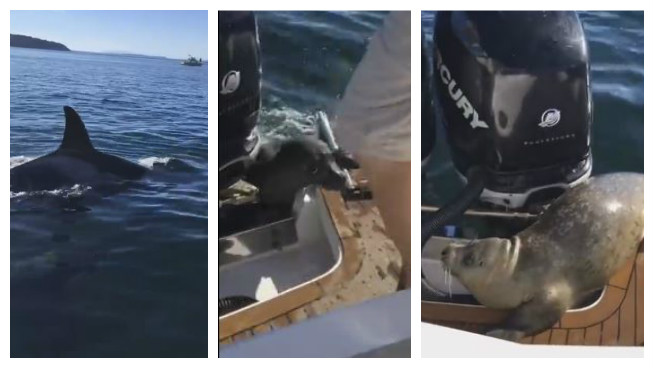 seal jumps onto boat