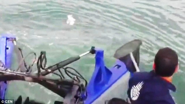 rescued-cat-a-mile-out-at-sea
