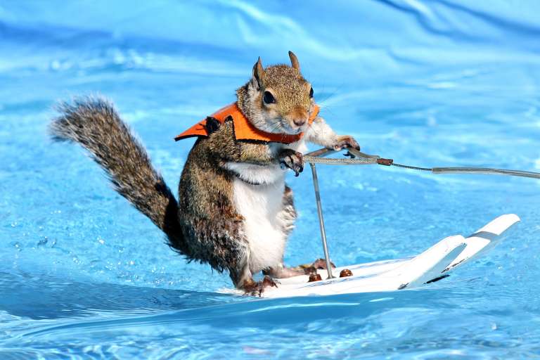 waterskiing-squirrel