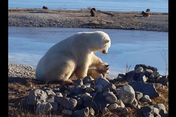 polar-bear-petting-dog-caught-on-camera-in-manitoba