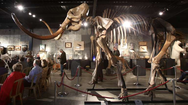 beth-shapiro-how-to-clone-mammoth
