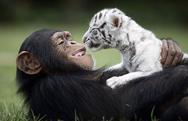 unlikely-animal-friendships
