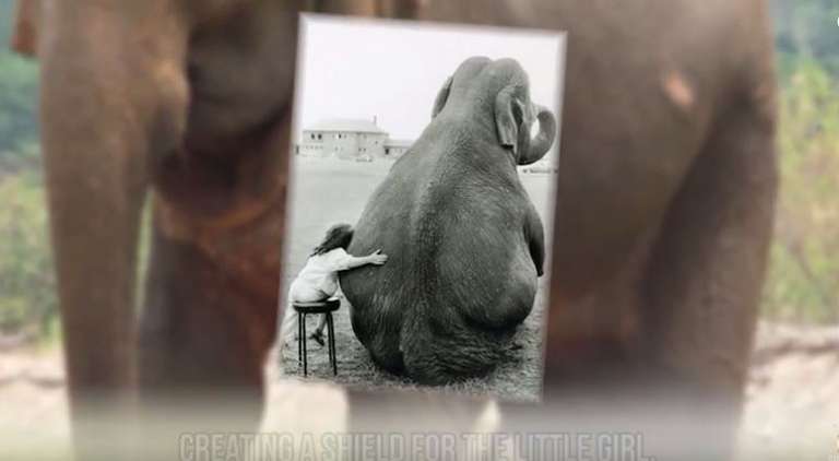 animals-that-saved-peoples-lives