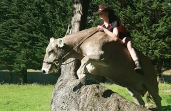 girl-trained-cow-new-zealand