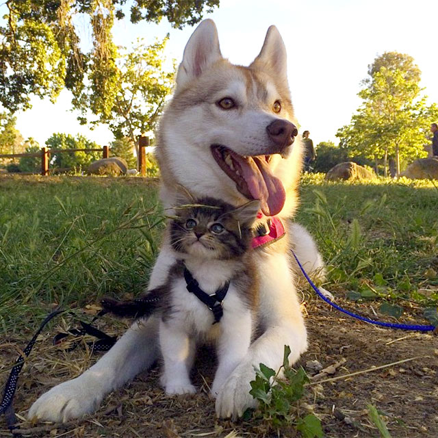 kitten thinks she is a dog