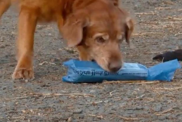 quincy-the-dog__792339_
