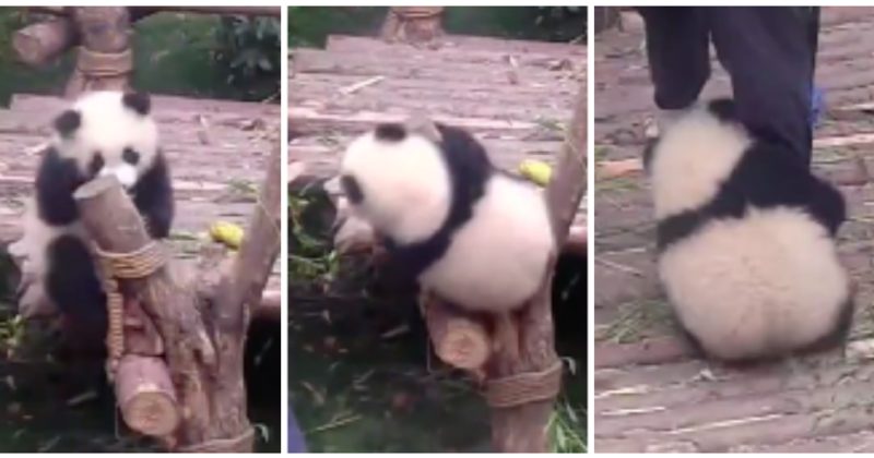 baby panda