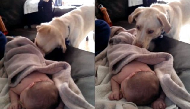 dog covers sleeping baby