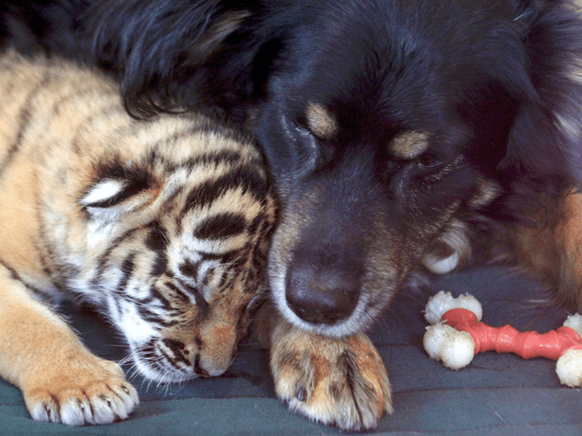 dog nanny 2