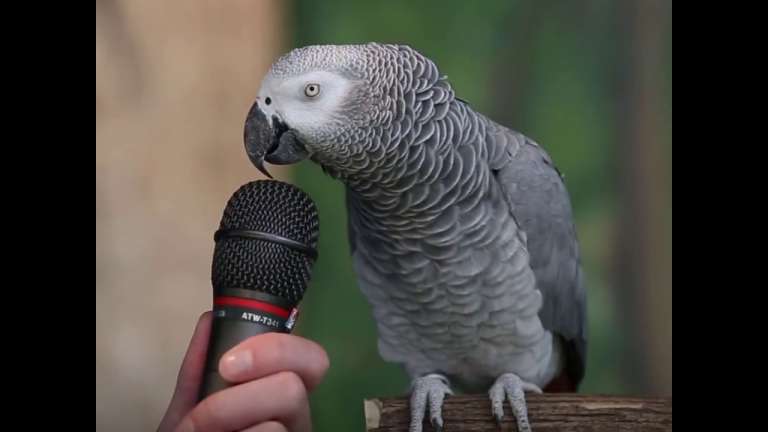 parrot does the best impressions 1