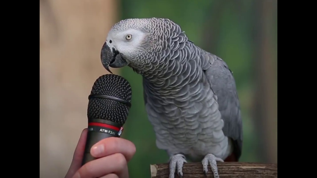 parrot does the best impressions 1