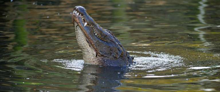 alligator attack
