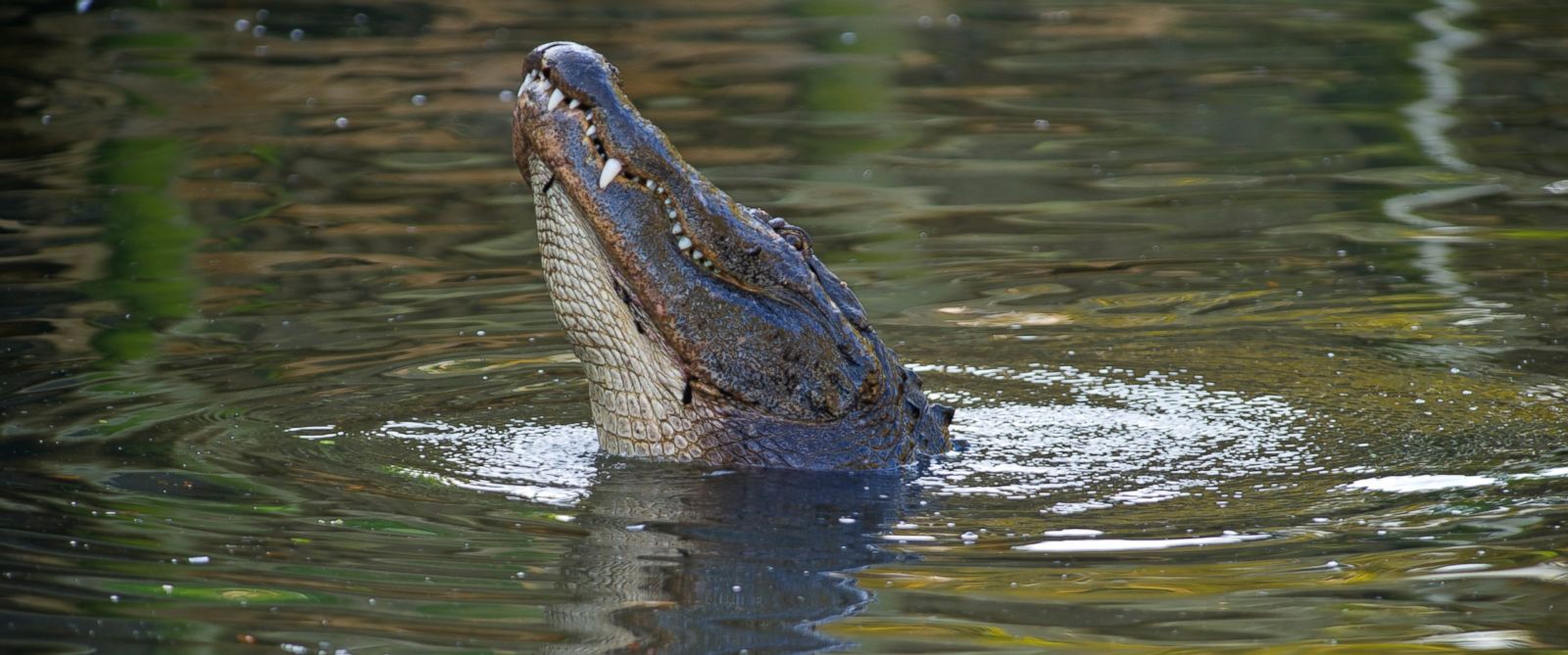 alligator attack