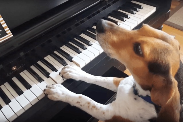 beagle sings the blues