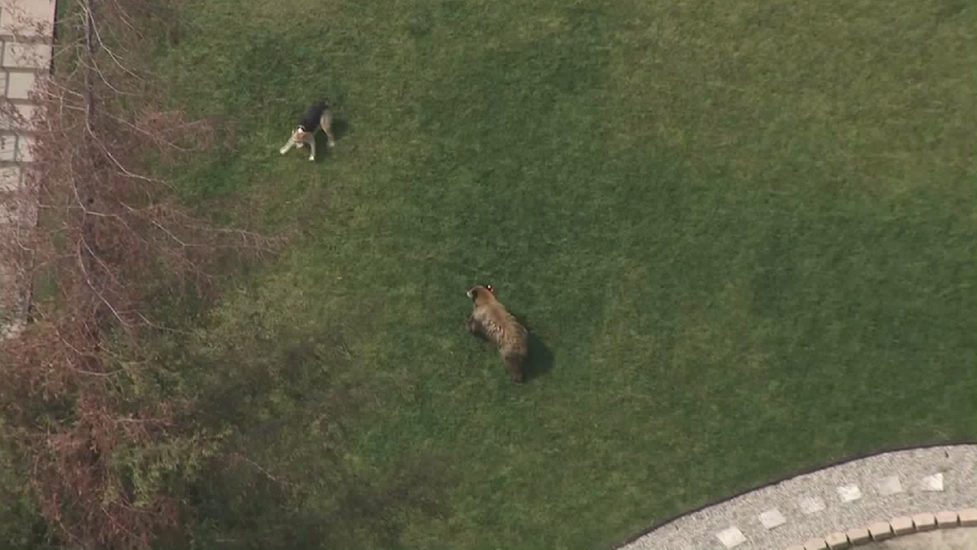 dog confronts bear