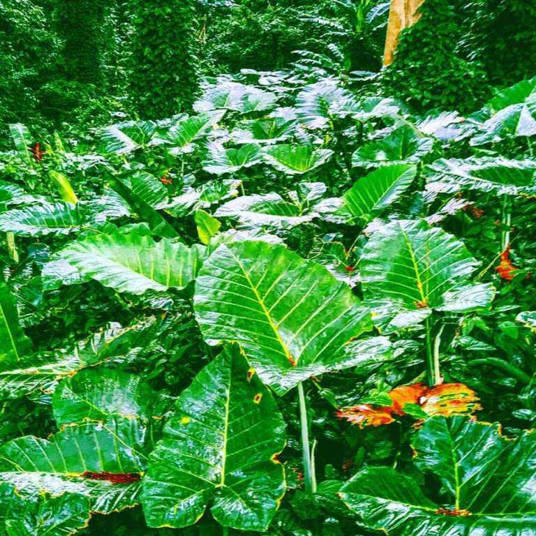 amazing plants