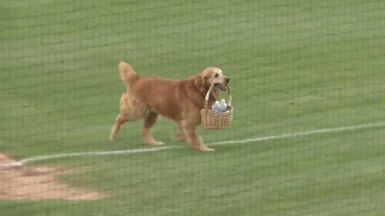 dog delivers water to umpires 1