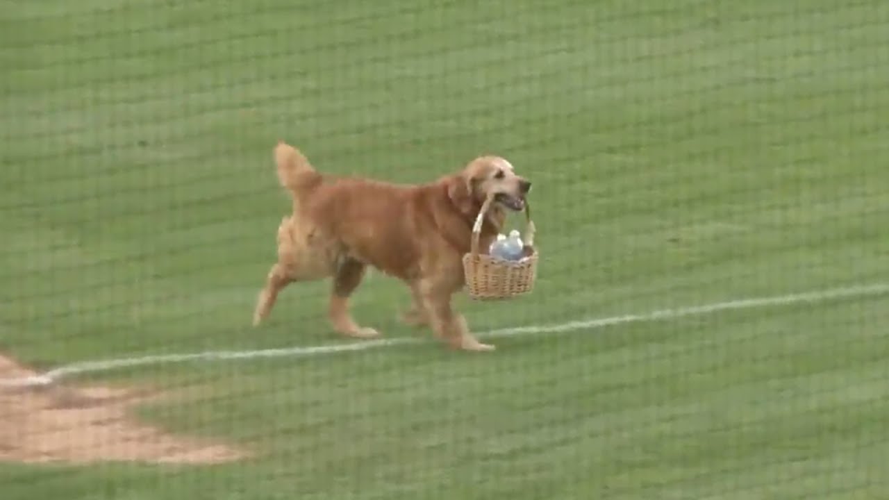 dog delivers water to umpires 1