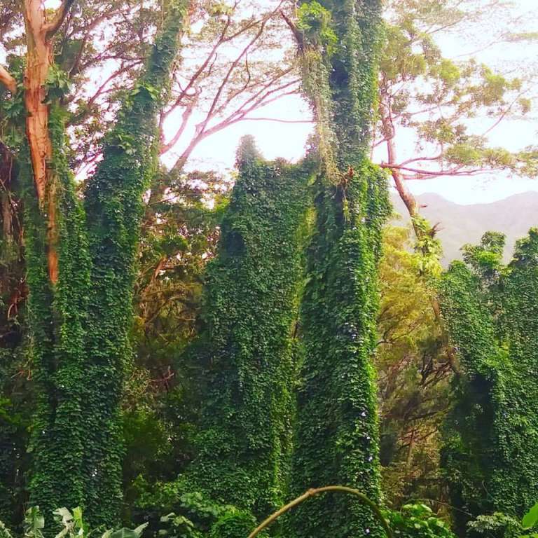 forest 3