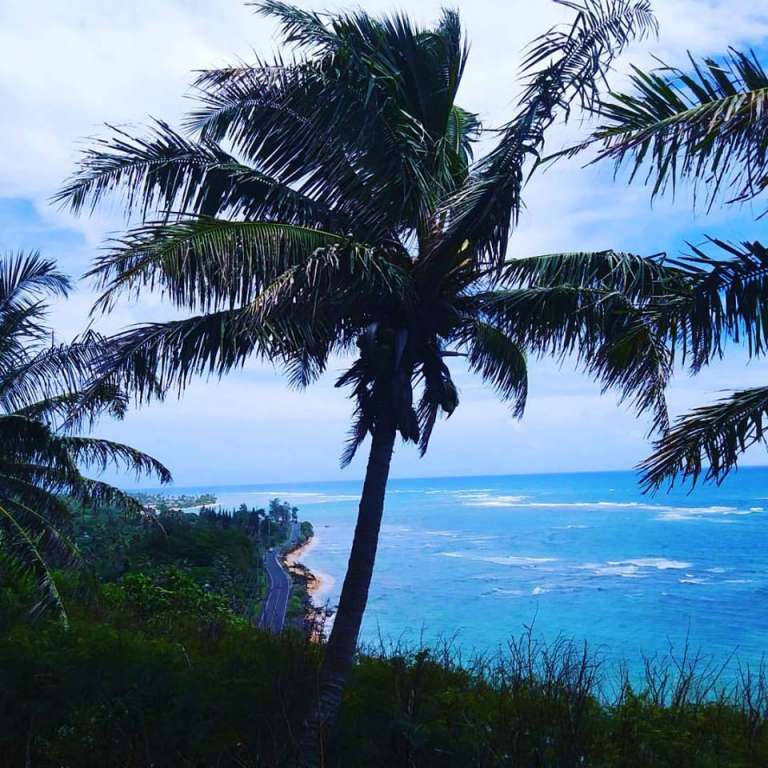 ocean with palm tree 1
