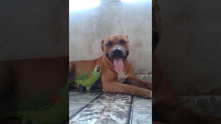 dog and parrot play together