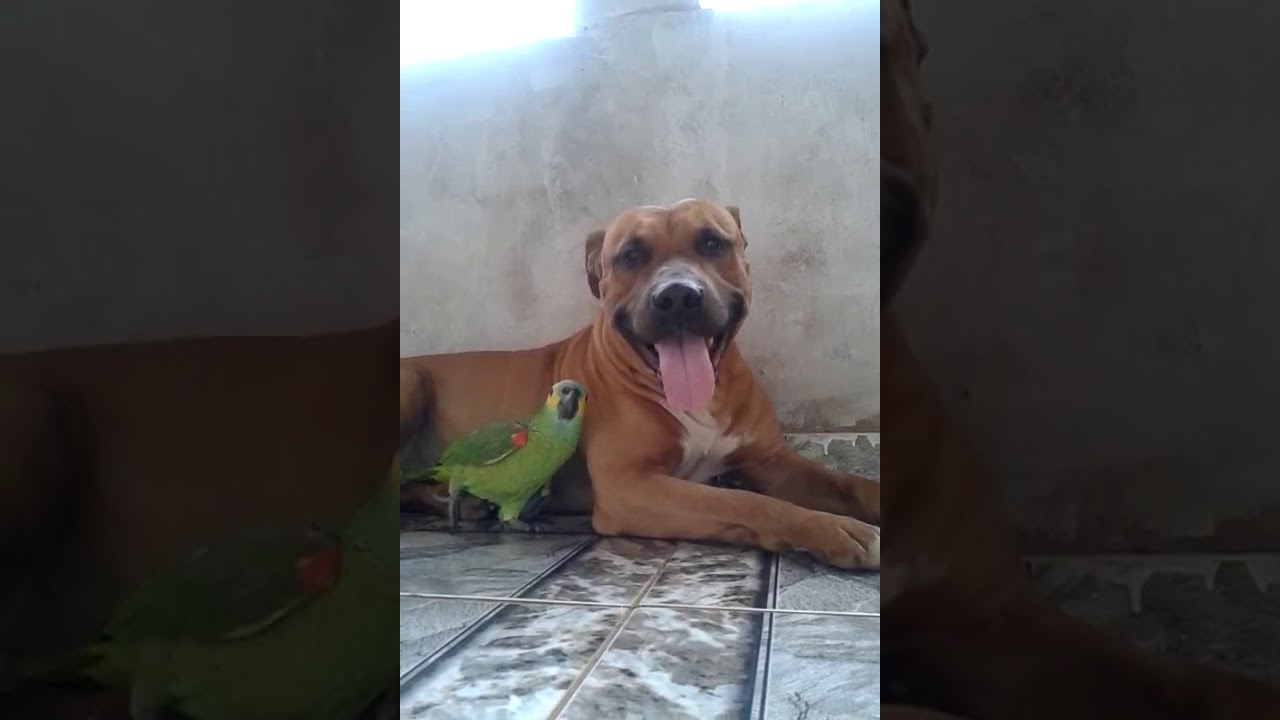 dog and parrot play together