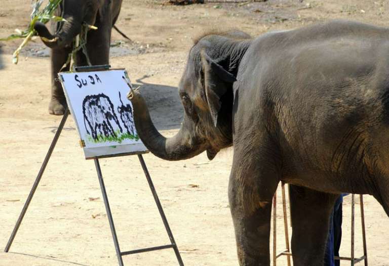 suda elephant painter
