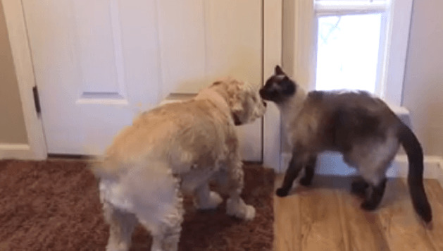 hero cat saves dog