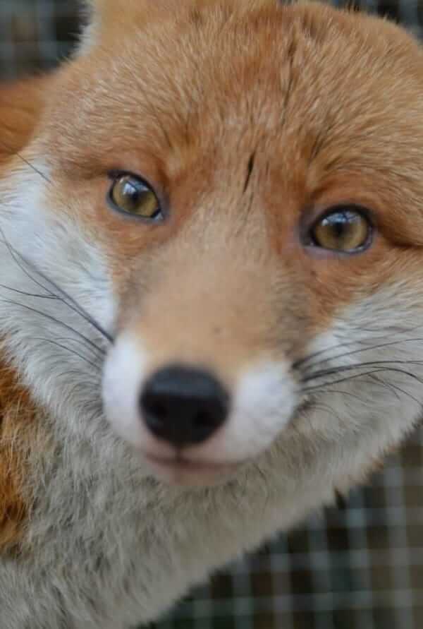 tiny red fox too tame for wild