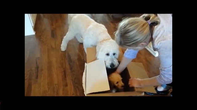Dog-birthday