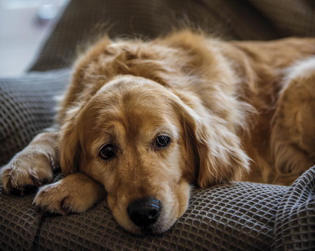 top 25 most inspirational animal rescues