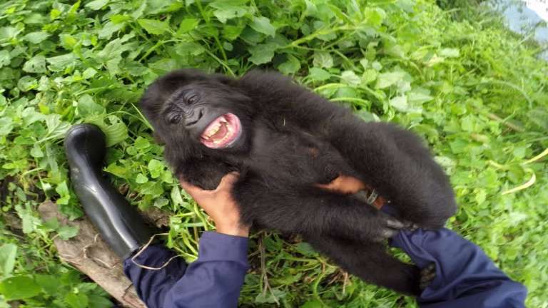 gorilla tickling