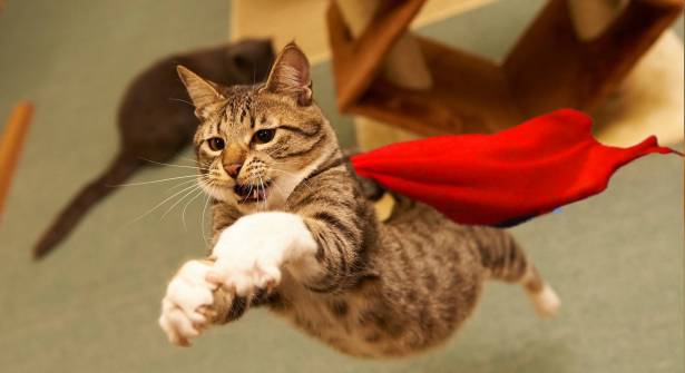 10 hero cats
