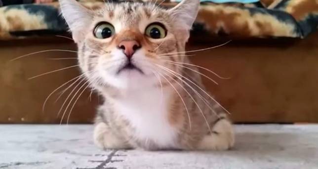 cat watching scary movie