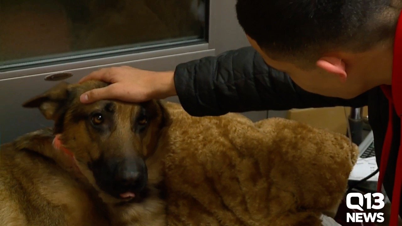 hero dog