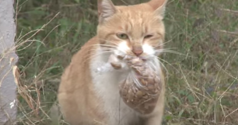 cat takes food in a bag