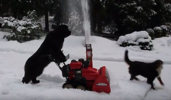 snow blowing dog